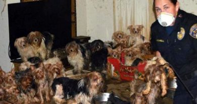 Yorkies Living