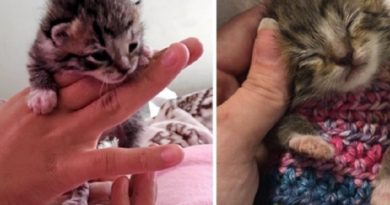 Sweater Orphaned Kitten