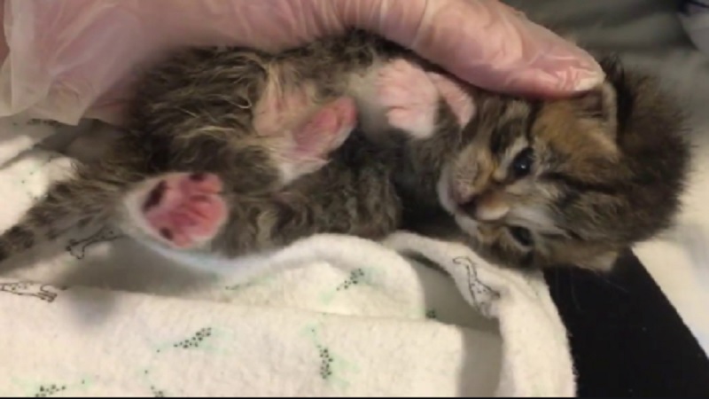 Sweater Orphaned Kitten 