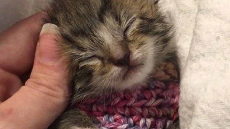 Sweater Orphaned Kitten 