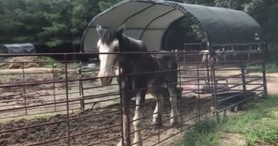 Horses Texas