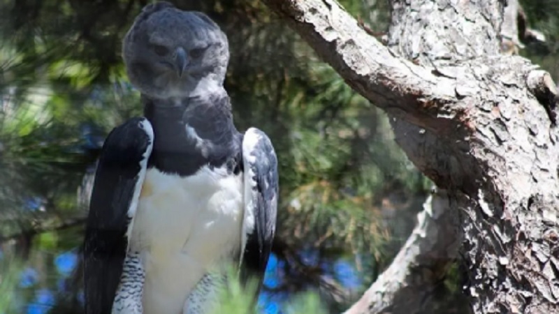 Harpy Eagle