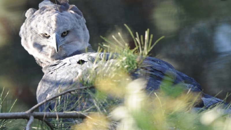 Harpy Eagle