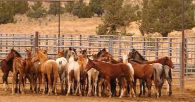 Oregon Wild Horses