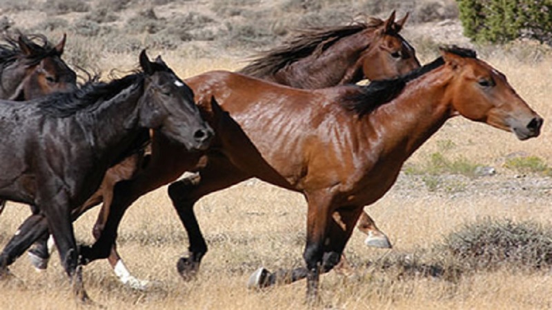 Wild Horses Adoption