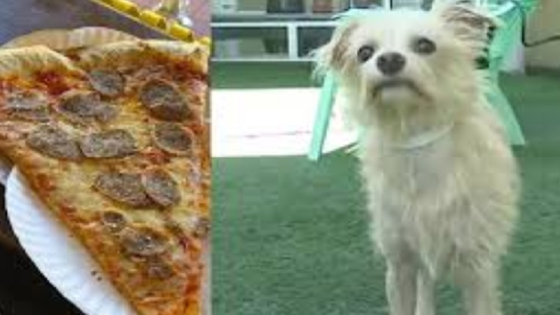 Dog Pizza 