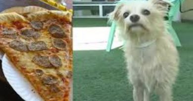 Dog Pizza