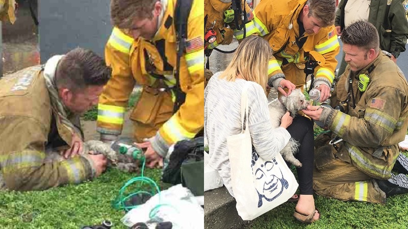 Firefighter Save Dog 