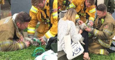 Firefighter Save Dog