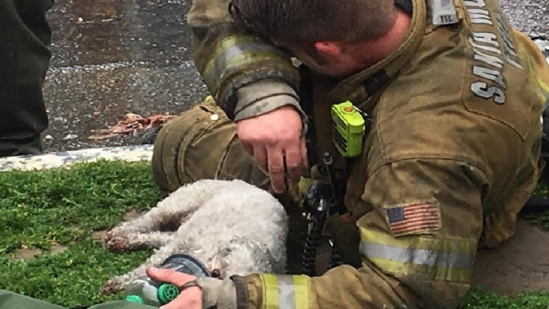 Firefighter Save Dog 