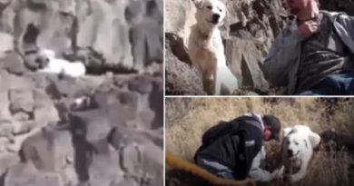 Dog Trapped Steep