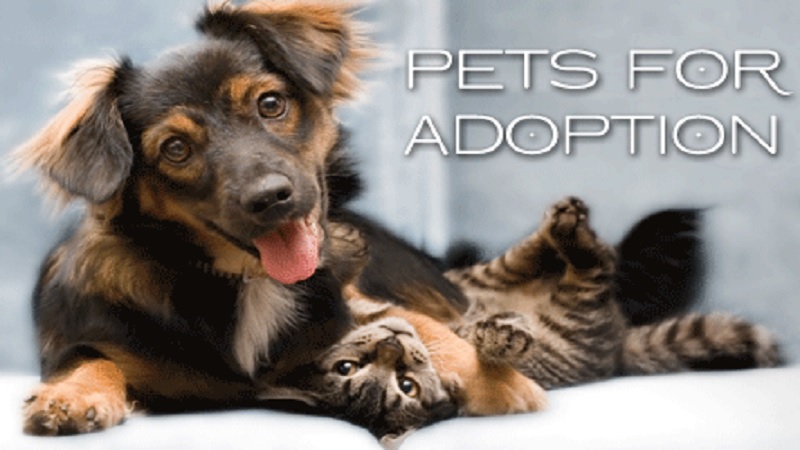 Adopt Buy Pet 