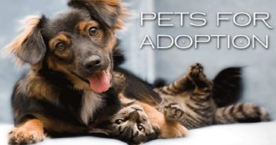 Adopt Buy Pet