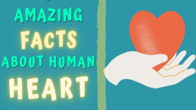 HUMAN HEART