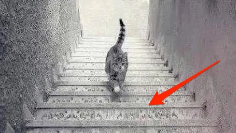 Cat Stairs